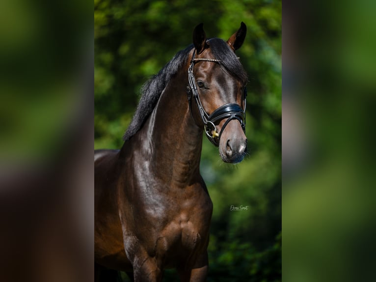 KWPN Hengst 3 Jaar 163 cm Donkerbruin in Weert