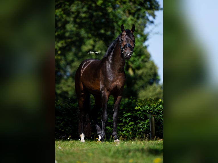 KWPN Hengst 3 Jaar 163 cm Donkerbruin in Weert