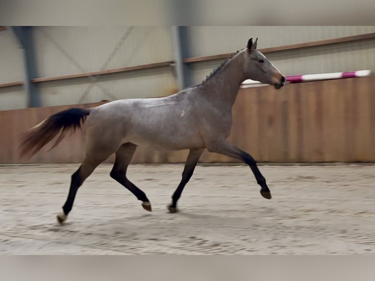 KWPN Hengst 3 Jaar 163 cm Schimmel in Zieuwent