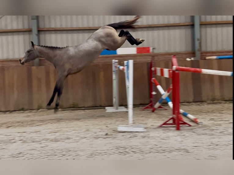 KWPN Hengst 3 Jaar 163 cm Schimmel in Zieuwent