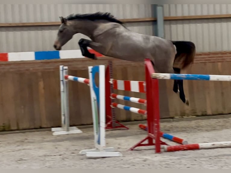 KWPN Hengst 3 Jaar 163 cm Schimmel in Zieuwent