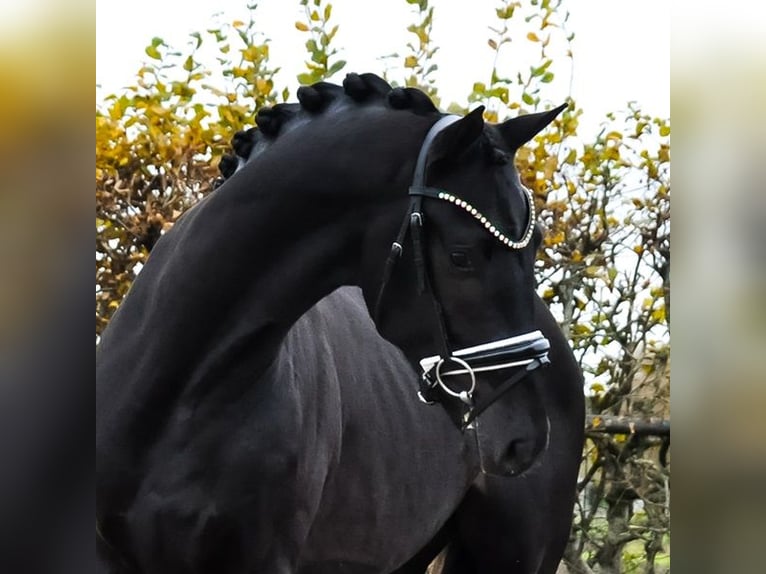 KWPN Hengst 3 Jaar 163 cm Zwartbruin in Prinsenbeek