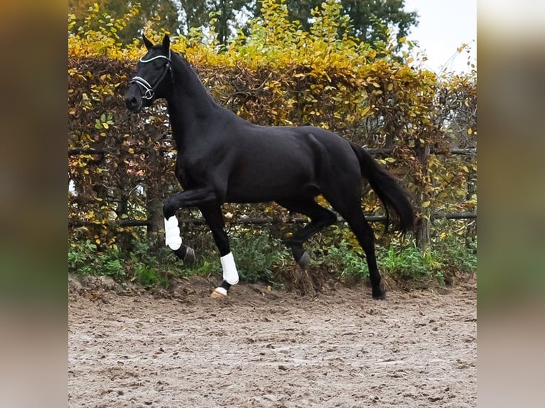 KWPN Hengst 3 Jaar 163 cm Zwartbruin in Prinsenbeek