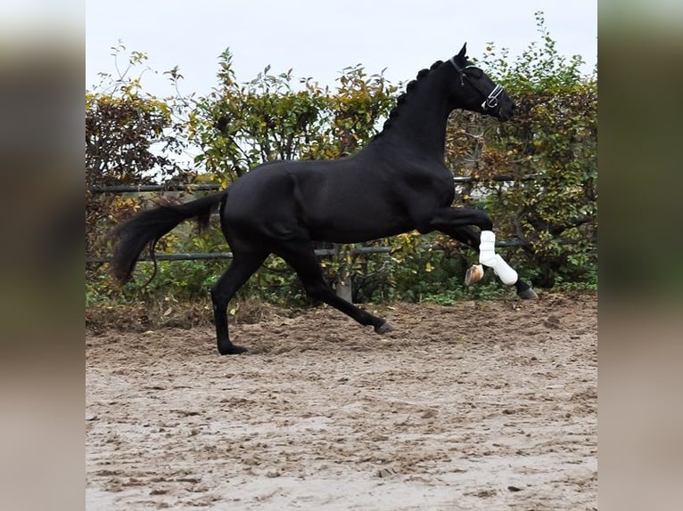 KWPN Hengst 3 Jaar 163 cm Zwartbruin in Prinsenbeek