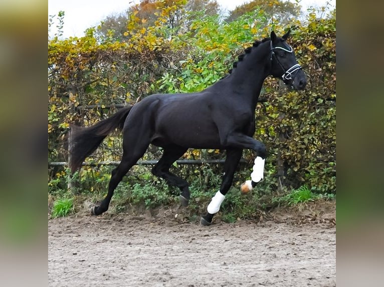 KWPN Hengst 3 Jaar 163 cm Zwartbruin in Prinsenbeek