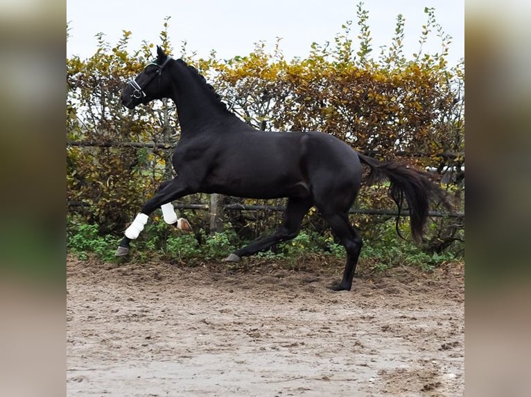 KWPN Hengst 3 Jaar 163 cm Zwartbruin in Prinsenbeek