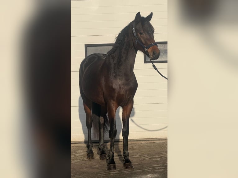 KWPN Hengst 3 Jaar 164 cm Donkerbruin in Someren