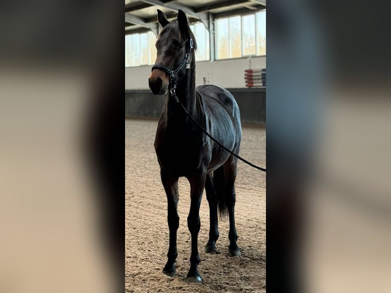 KWPN Hengst 3 Jaar 164 cm Donkerbruin in Someren