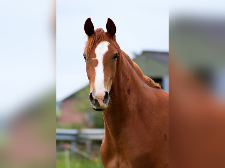 KWPN Hengst 3 Jaar 164 cm Vos in Wâlterswâld