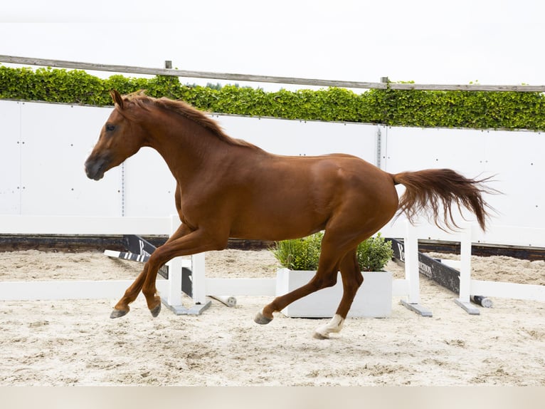 KWPN Hengst 3 Jaar 164 cm Vos in Waddinxveen