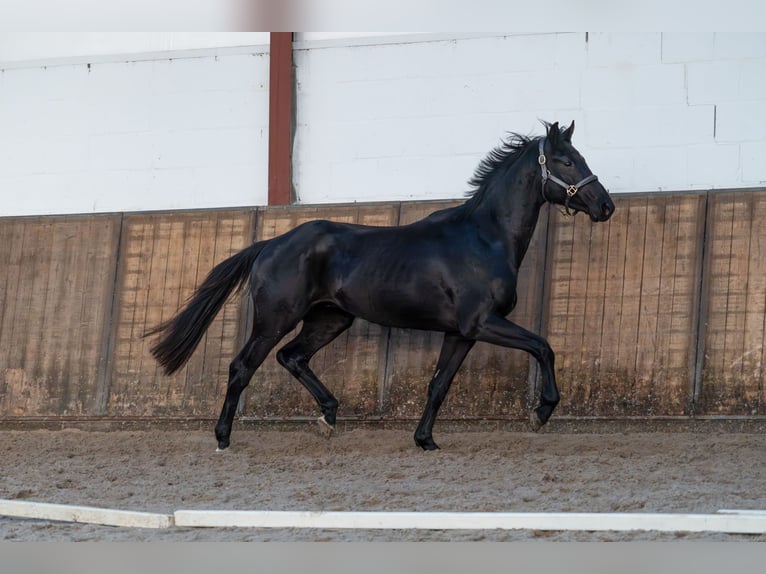 KWPN Hengst 3 Jaar 164 cm Zwart in Oosterhout