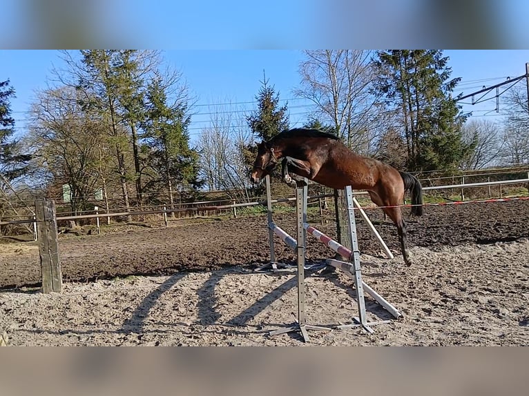 KWPN Hengst 3 Jaar 165 cm Blauwschimmel in Beilen