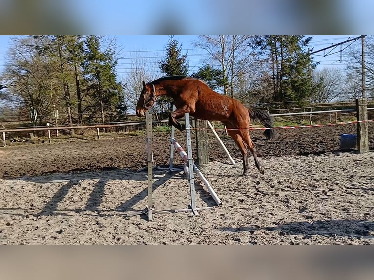 KWPN Hengst 3 Jaar 165 cm Blauwschimmel in Beilen