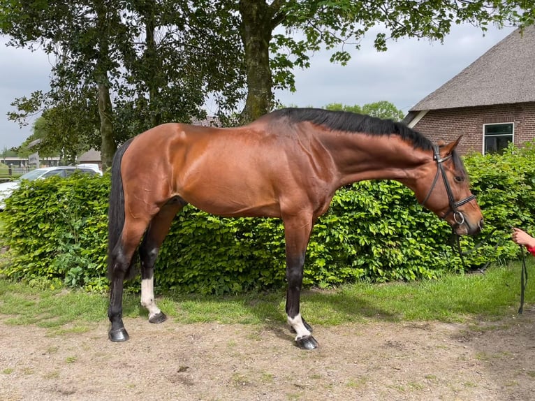 KWPN Hengst 3 Jaar 165 cm Blauwschimmel in Beilen