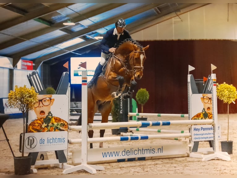 KWPN Hengst 3 Jaar 165 cm Blauwschimmel in Beilen