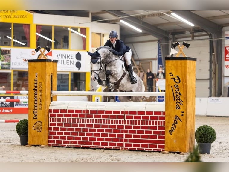 KWPN Hengst 3 Jaar 165 cm Blauwschimmel in Beilen