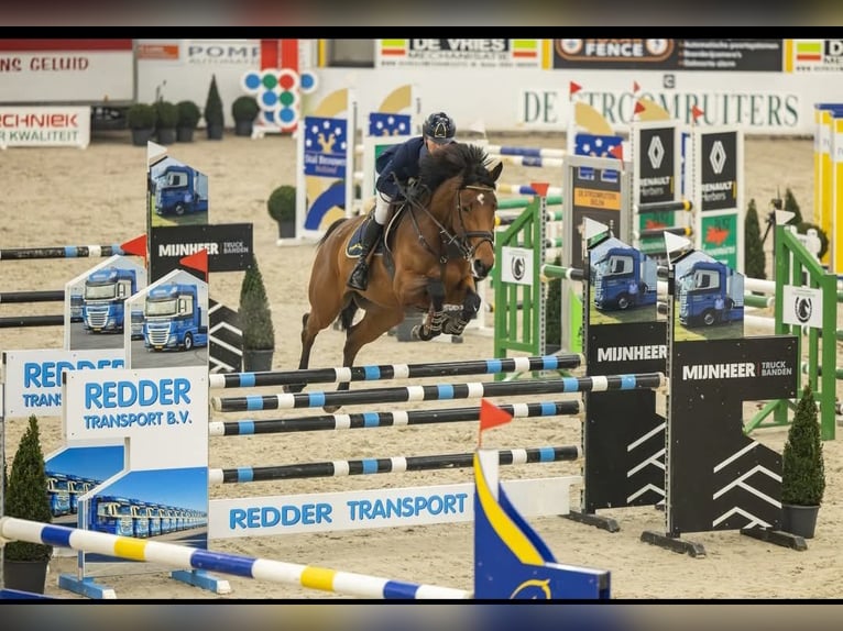 KWPN Hengst 3 Jaar 165 cm Blauwschimmel in Beilen