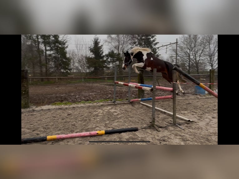 KWPN Hengst 3 Jaar 165 cm Blauwschimmel in Beilen