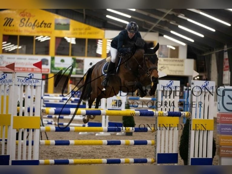 KWPN Hengst 3 Jaar 165 cm Blauwschimmel in Beilen