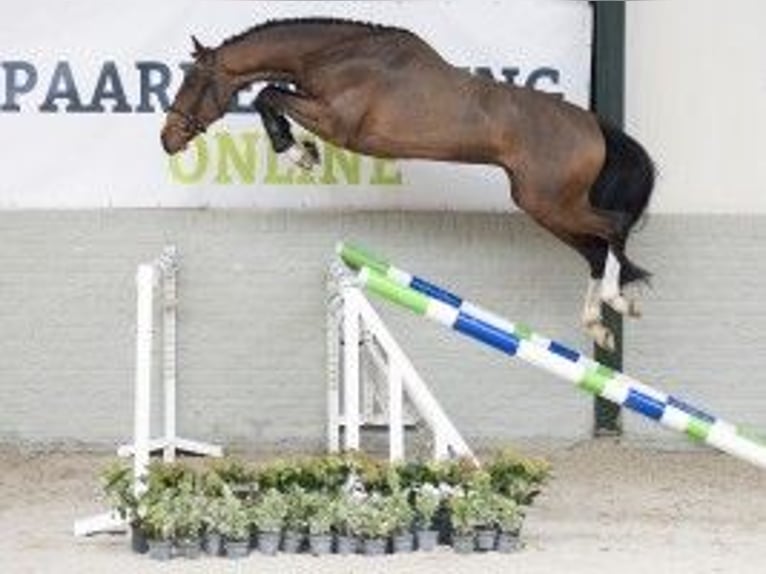 KWPN Hengst 3 Jaar 165 cm Bruin in Heerde