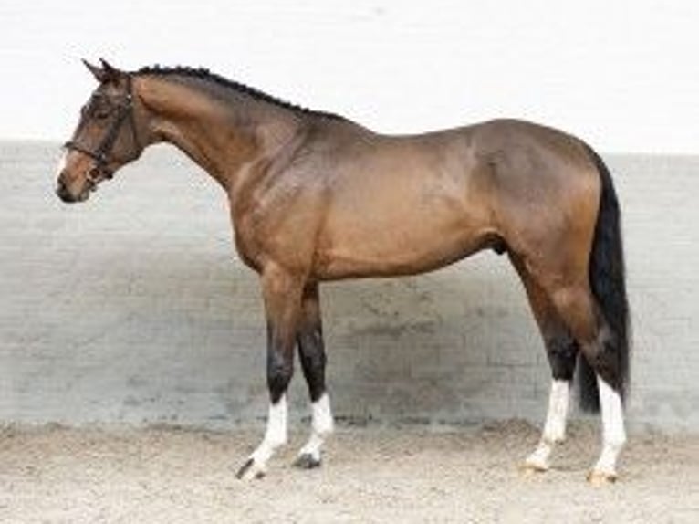 KWPN Hengst 3 Jaar 165 cm Bruin in Heerde