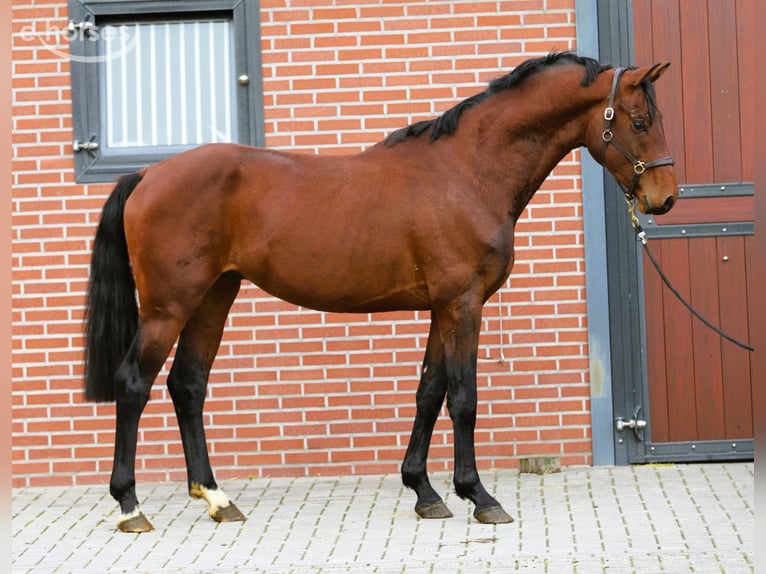 KWPN Hengst 3 Jaar 165 cm Bruin in Zieuwent