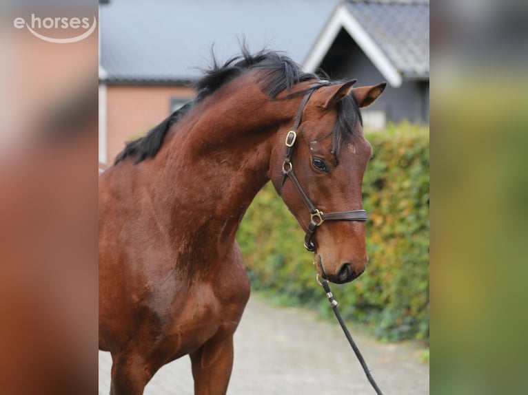 KWPN Hengst 3 Jaar 165 cm Bruin in Zieuwent