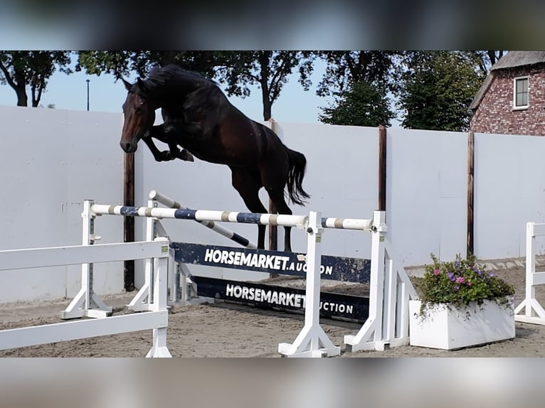KWPN Hengst 3 Jaar 165 cm Donkerbruin in Waddinxveen