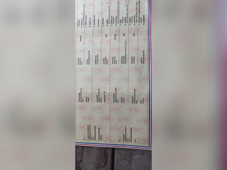 KWPN Hengst 3 Jaar 165 cm Donkere-vos in Bierum