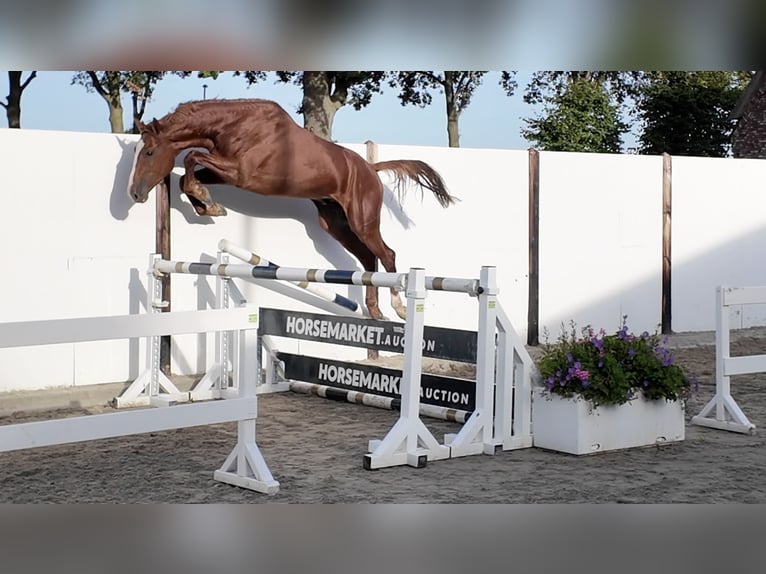 KWPN Hengst 3 Jaar 165 cm Donkere-vos in Waddinxveen