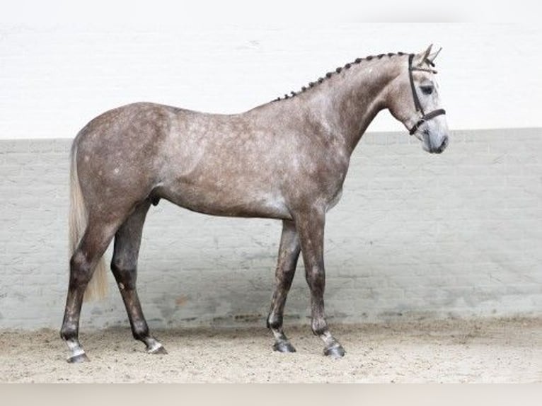 KWPN Hengst 3 Jaar 165 cm Lichtbruin in Heerde