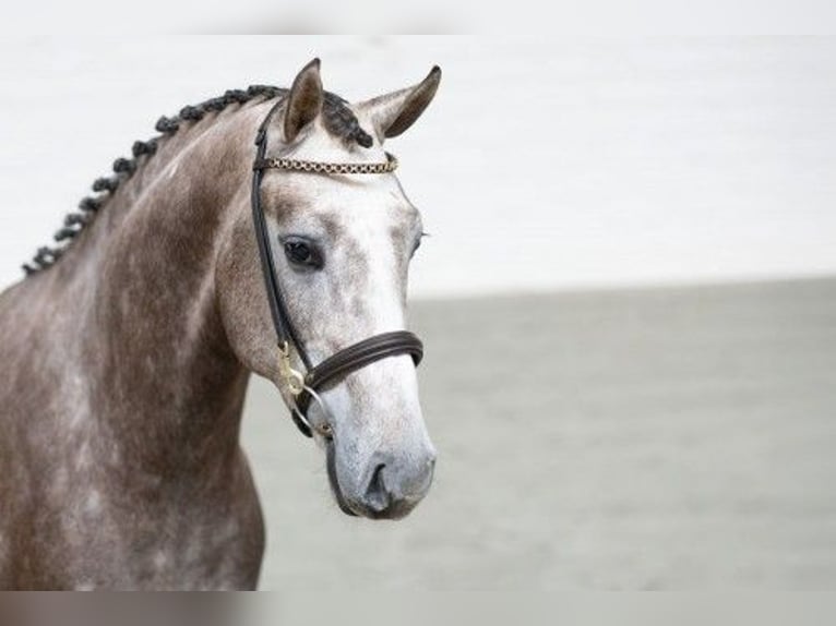 KWPN Hengst 3 Jaar 165 cm Lichtbruin in Heerde