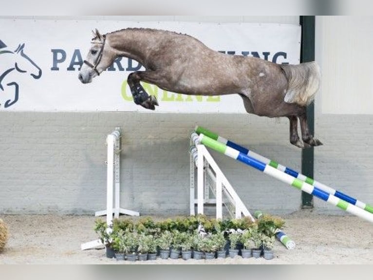 KWPN Hengst 3 Jaar 165 cm Lichtbruin in Heerde