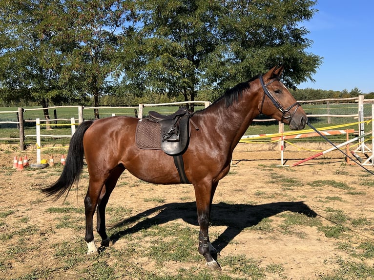 KWPN Hengst 3 Jaar 165 cm Roodbruin in Lendava