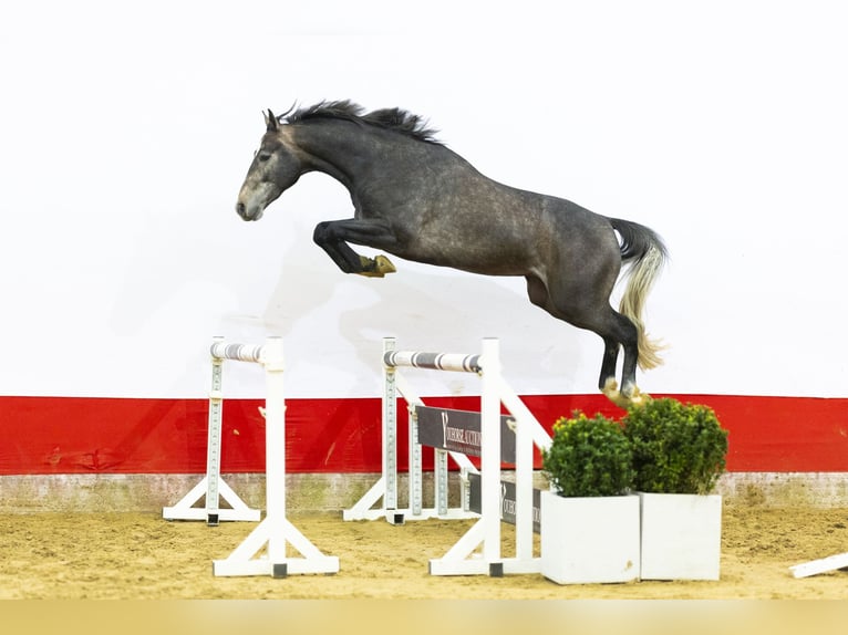 KWPN Hengst 3 Jaar 165 cm  in Waddinxveen