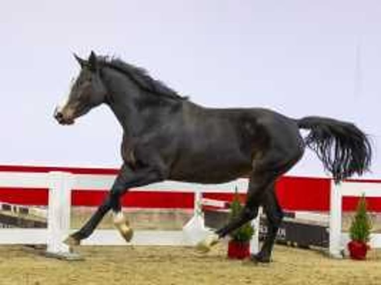 KWPN Hengst 3 Jaar 165 cm Zwartbruin in Waddinxveen