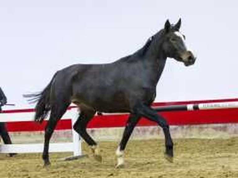 KWPN Hengst 3 Jaar 165 cm Zwartbruin in Waddinxveen