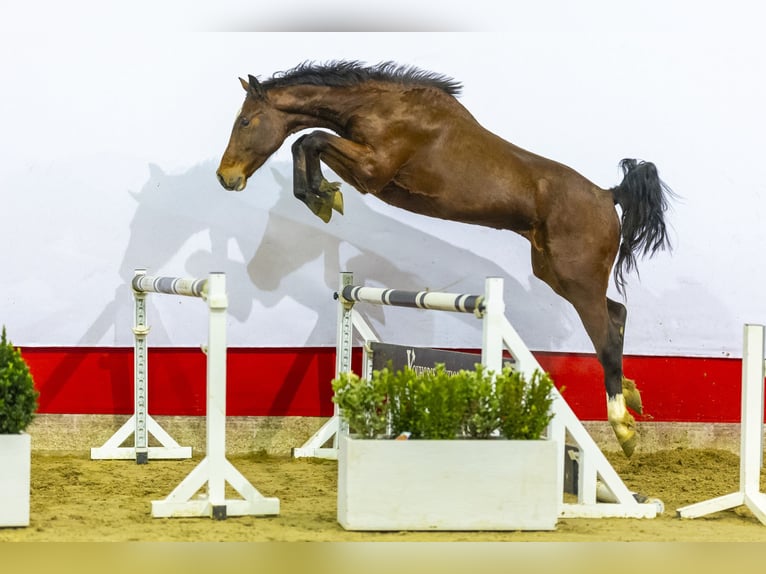 KWPN Hengst 3 Jaar 166 cm Bruin in Waddinxveen