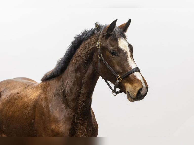 KWPN Hengst 3 Jaar 166 cm Bruin in Waddinxveen