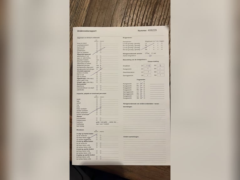 KWPN Hengst 3 Jaar 167 cm Bruin in Baak