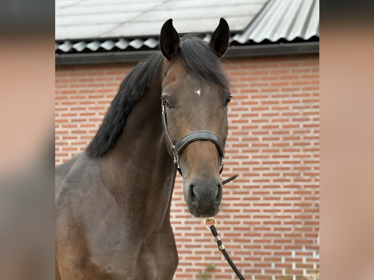 KWPN Hengst 3 Jaar 167 cm Donkerbruin in Zieuwent
