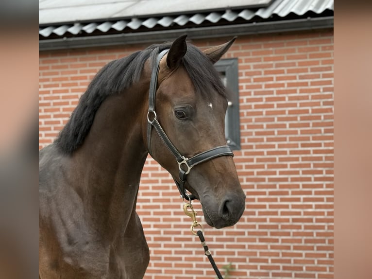 KWPN Hengst 3 Jaar 167 cm Donkerbruin in Zieuwent