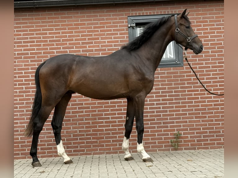 KWPN Hengst 3 Jaar 167 cm Donkerbruin in Zieuwent