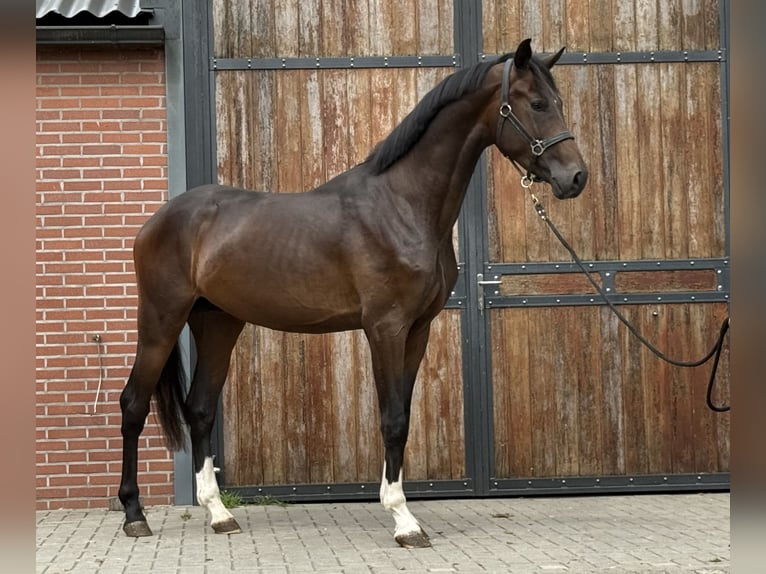 KWPN Hengst 3 Jaar 167 cm Donkerbruin in Zieuwent