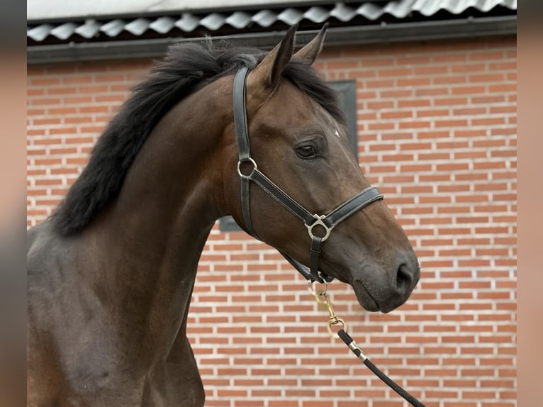 KWPN Hengst 3 Jaar 167 cm Donkerbruin in Zieuwent