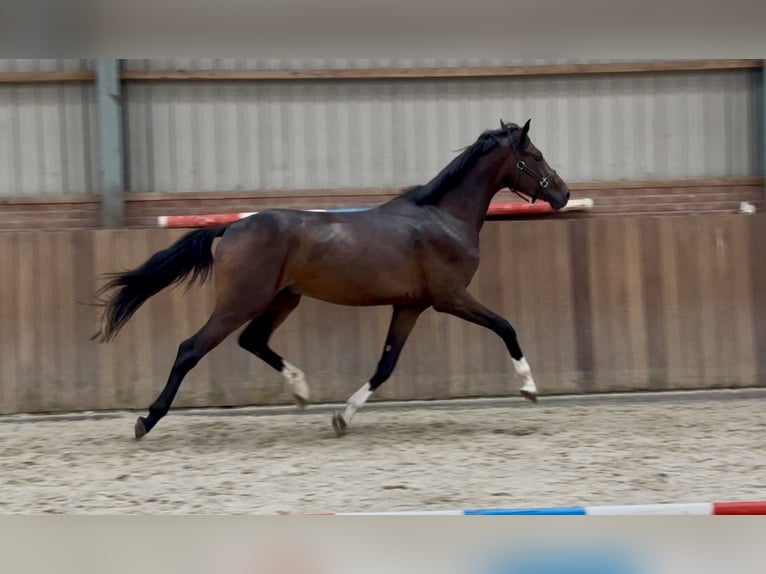 KWPN Hengst 3 Jaar 167 cm Donkerbruin in Zieuwent