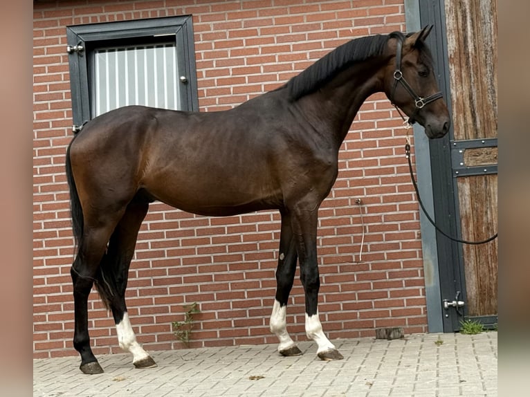 KWPN Hengst 3 Jaar 167 cm Donkerbruin in Zieuwent