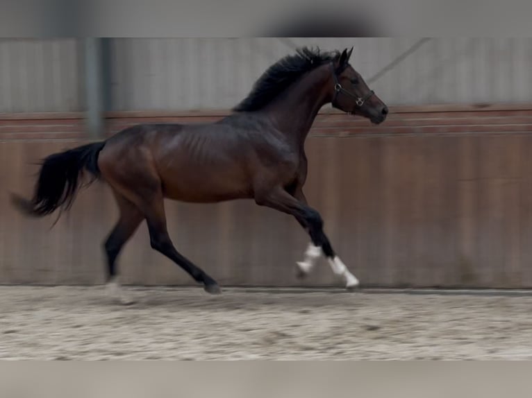 KWPN Hengst 3 Jaar 167 cm Donkerbruin in Zieuwent