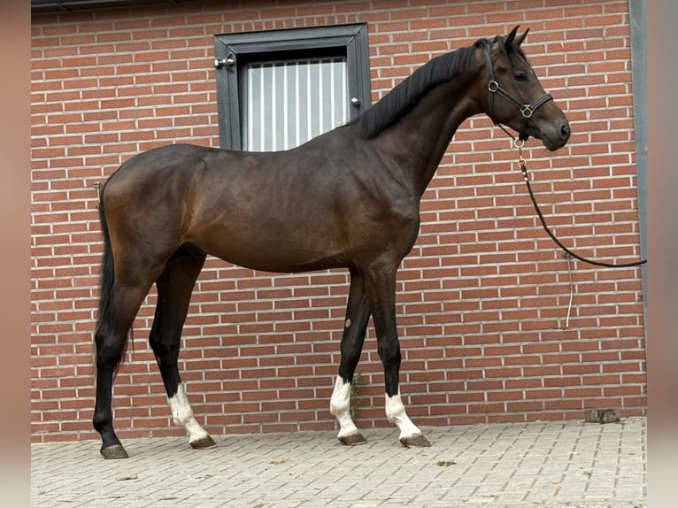 KWPN Hengst 3 Jaar 167 cm Donkerbruin in Zieuwent