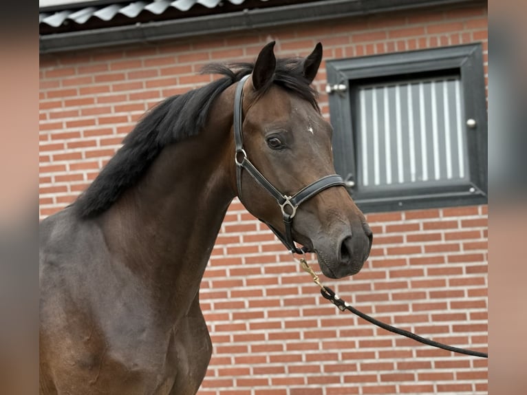 KWPN Hengst 3 Jaar 167 cm Donkerbruin in Zieuwent